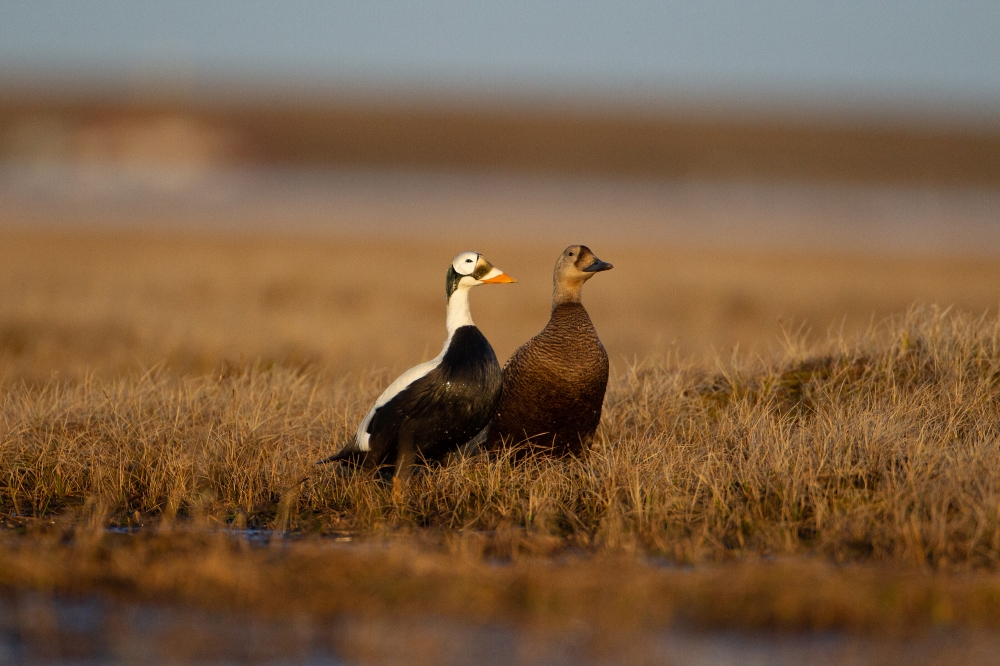 spectacled eider pair