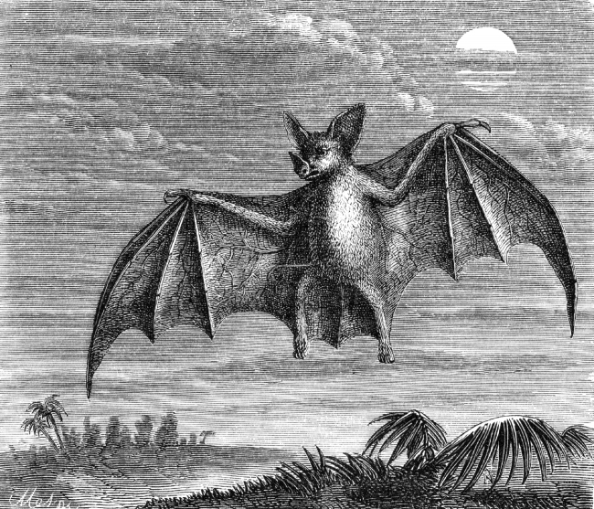 spectre vampire bat illustration