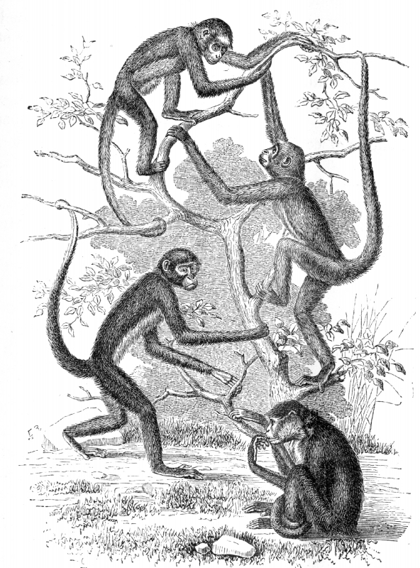 spider monkeys illustration