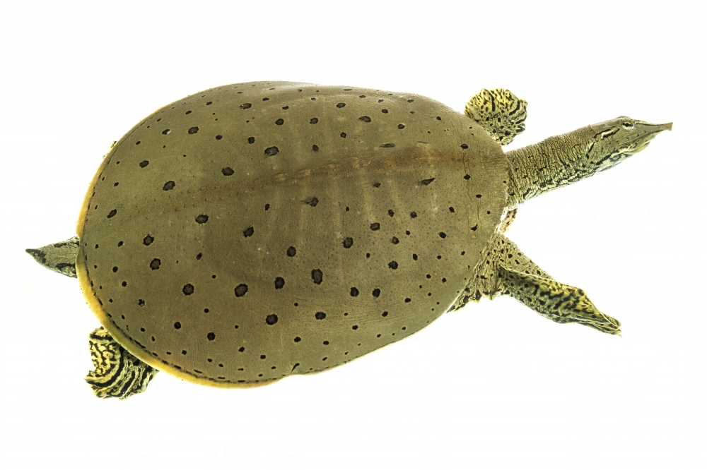 Spiny softshell turtle white background