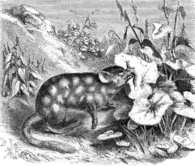 spotted dasyurea opossum illustration