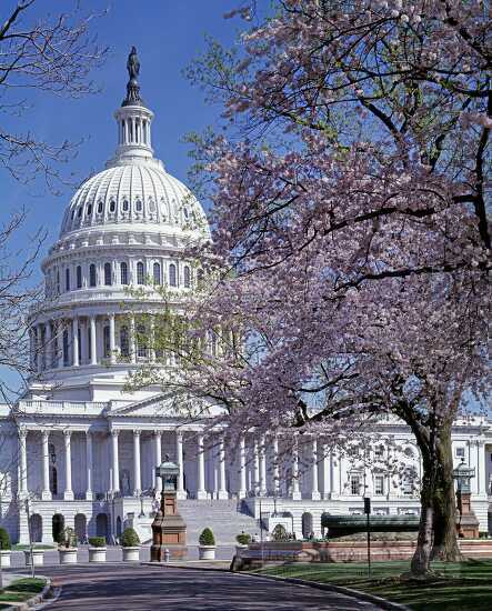 Spring day trees in bloom at the US Capitol