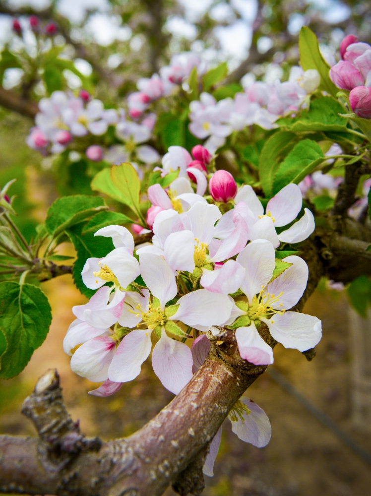 Spring orchards in bloom washington