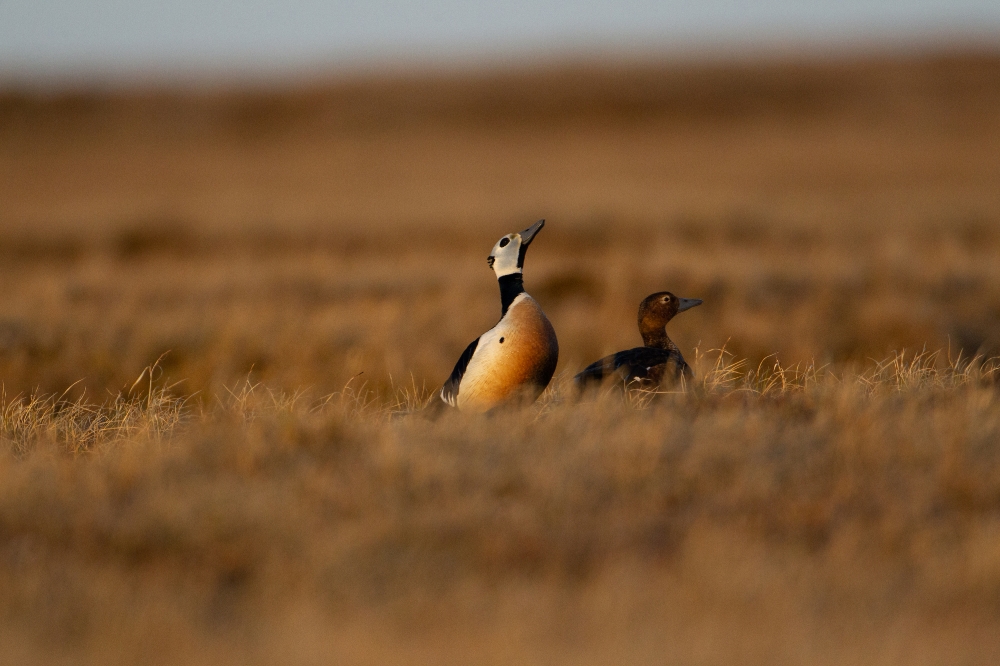 stellers eider pair