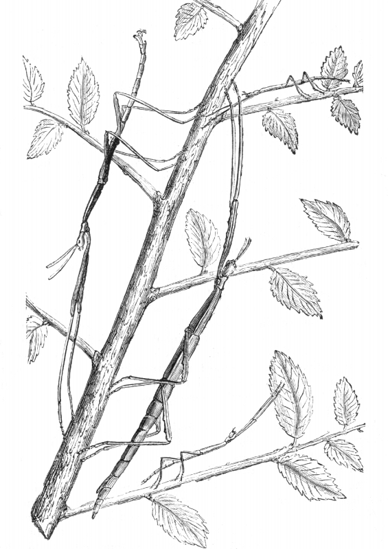 Stick Insect Illustration