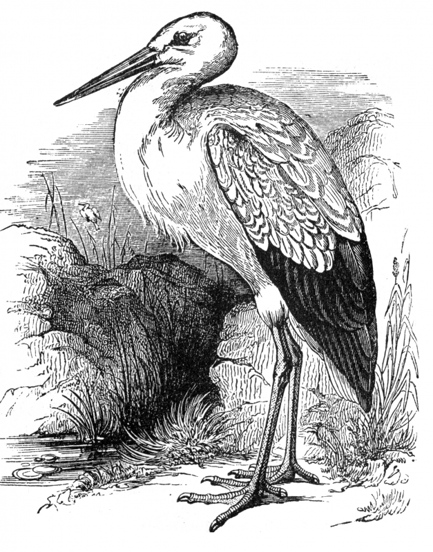 stork bird illustration