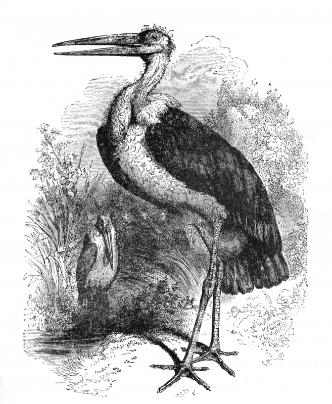 stork bird illustration