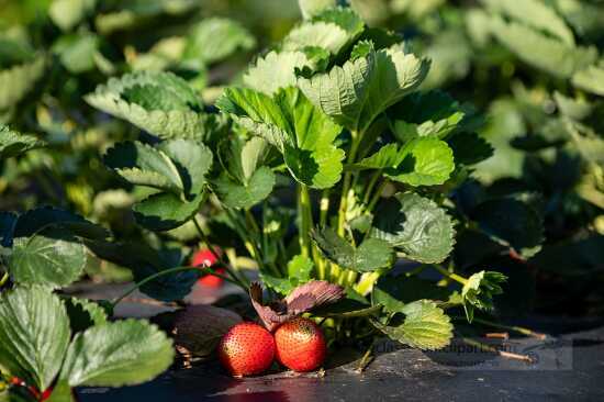 Strawberries growing in field