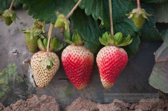 Strawberries in field at various ripening phases