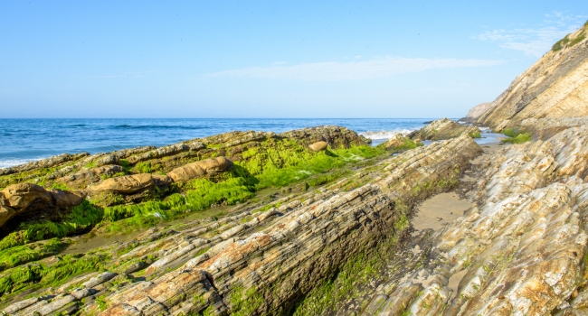 striated green seaweed covered rocks photo