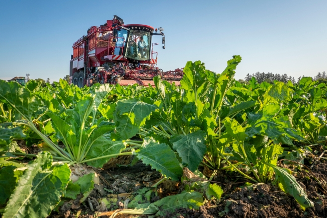 Sugar beat harvester working in the field