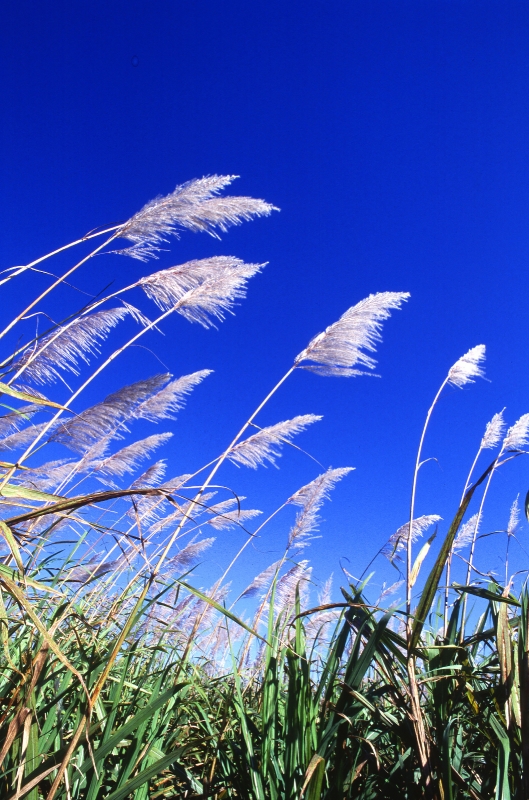 Sugarcane field k7151 3