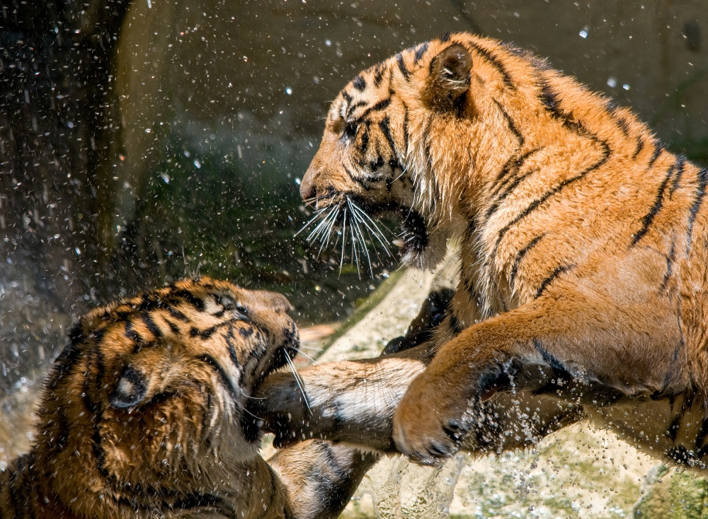Sumatran tiger playing in waterfall