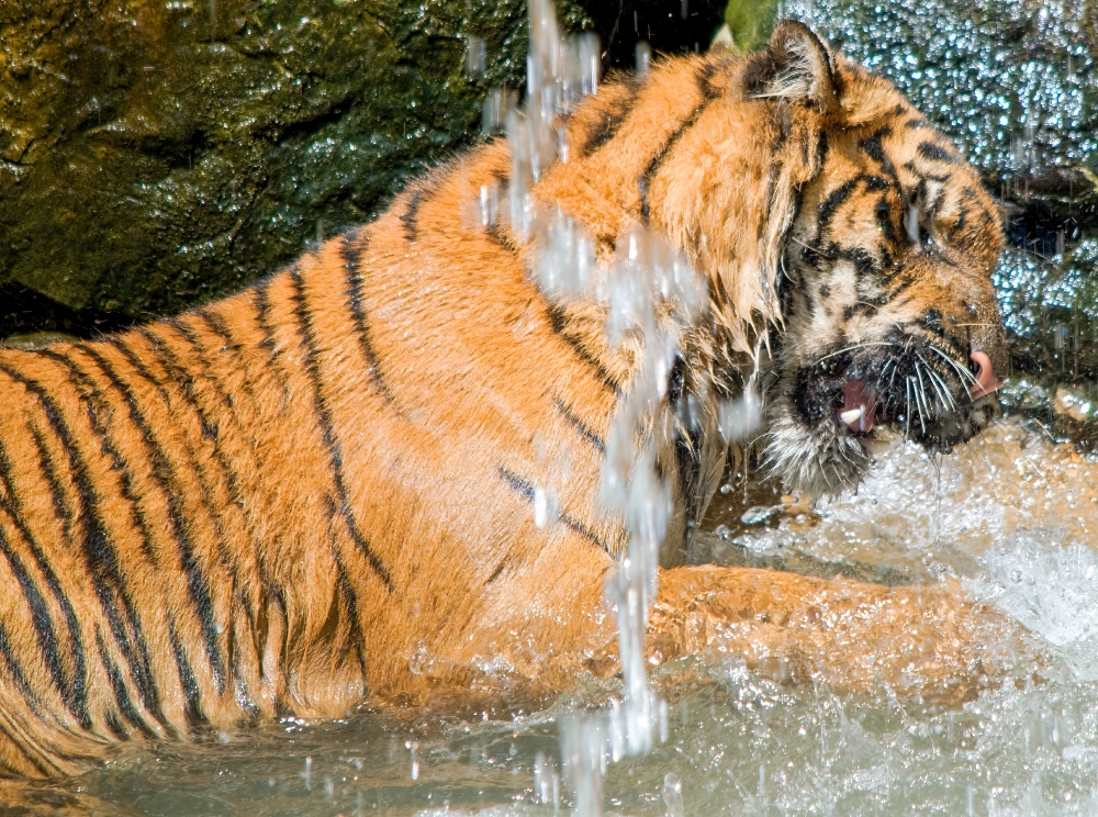 Sumatran tiger walks under water fall