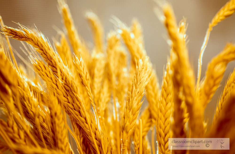 Sun On Ears Of Wheat Closeup 