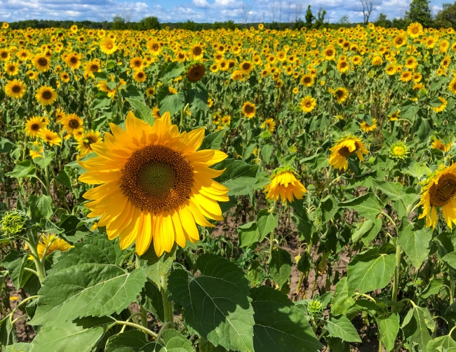 Sunflower field in west virginia