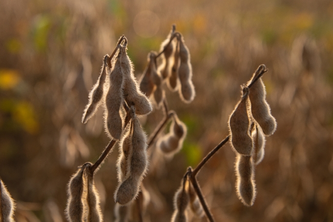 Sunlight hitting the sow beans