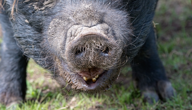 sus scrofa domesticus guinea forest hog photo