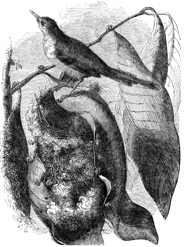 tailor engraved bird illustration