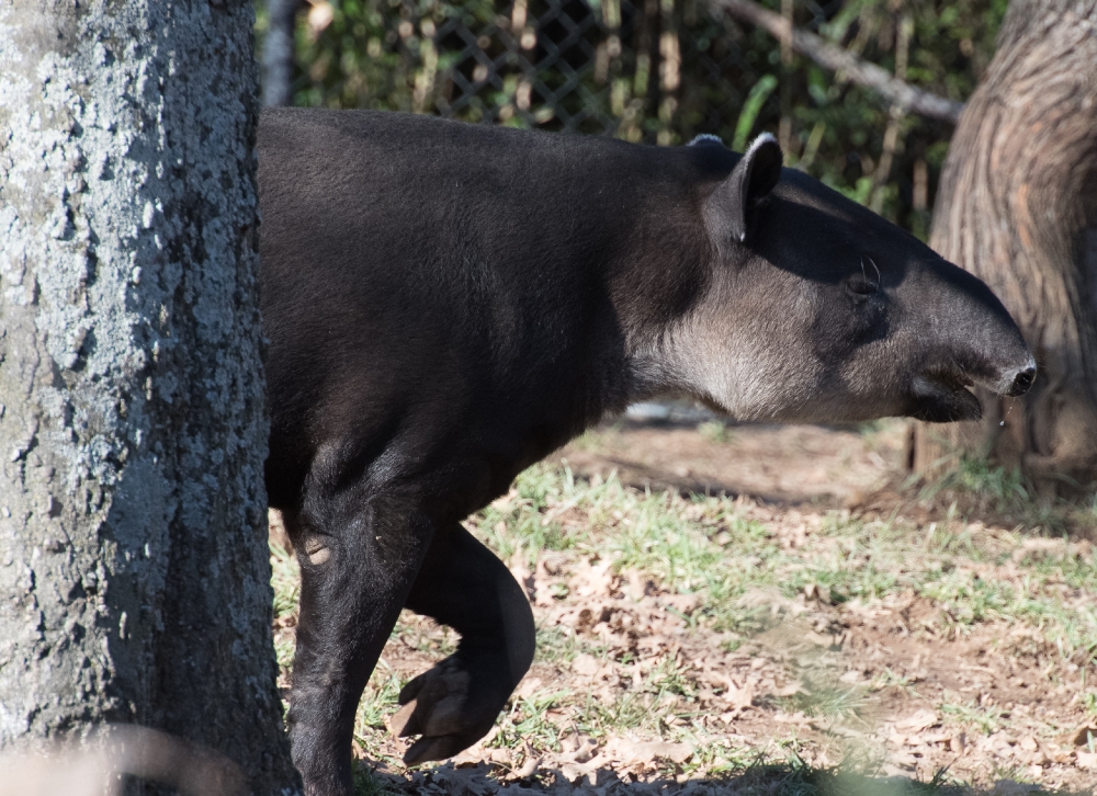tapir walking behind tree