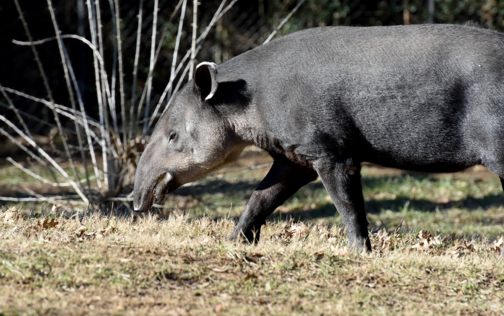 tapirs are a living fossipic image