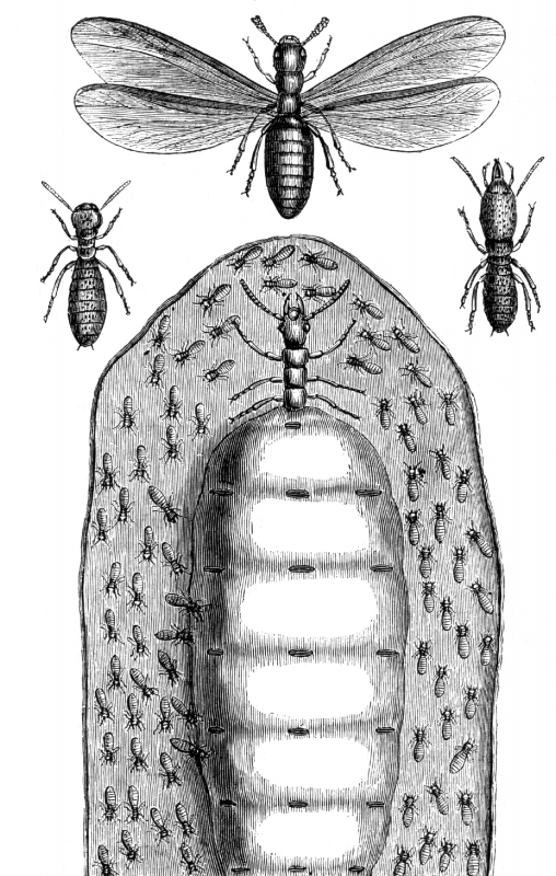 Termite Illustration