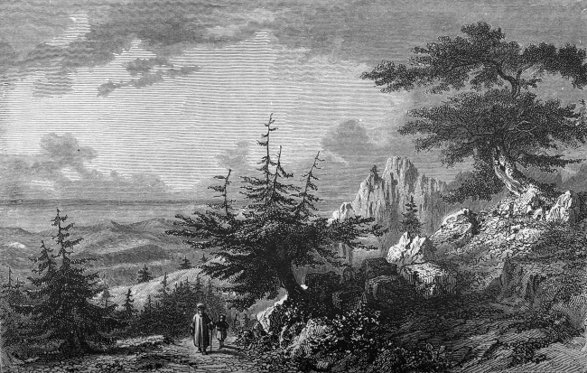 The Cedars of Lebanon Illustration