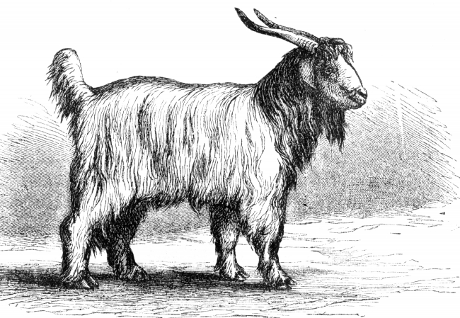 thibetian goat illustration