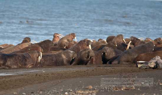 Thousands of walruses on shore in alaska