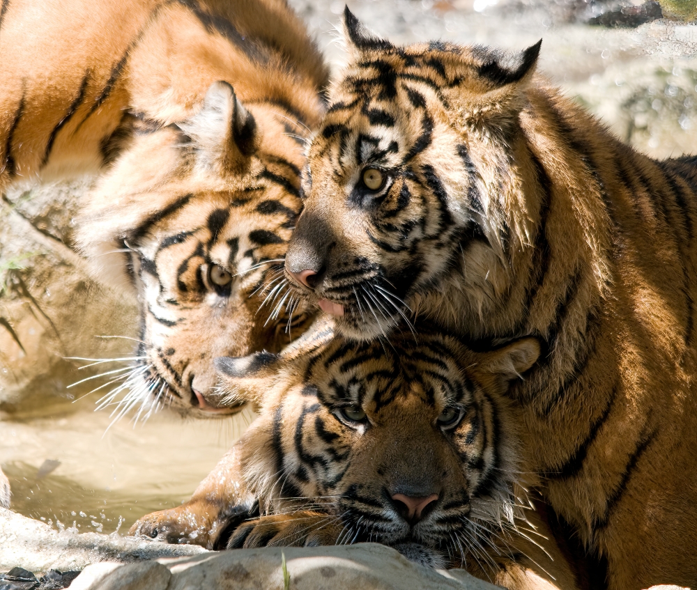 three Sumatran tigers