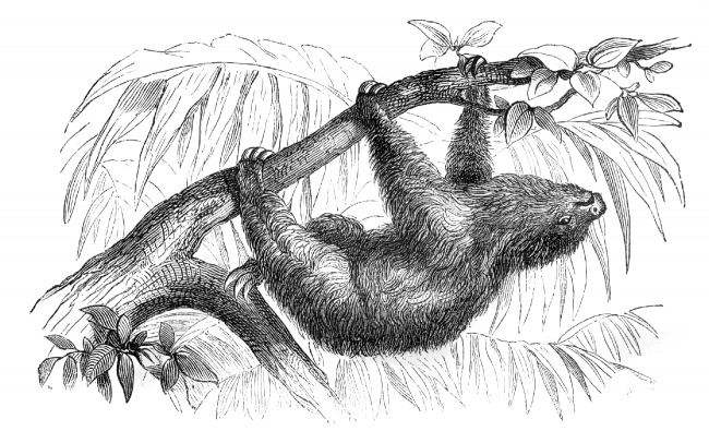 three toed sloth illustration