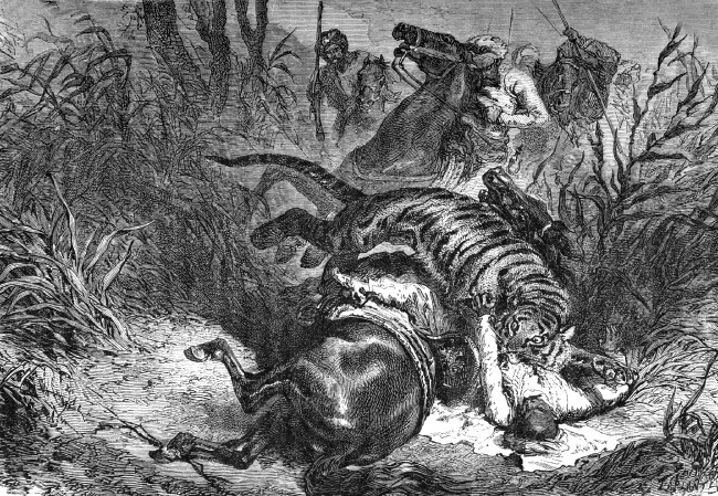 tiger attacking soldier on horse illustration