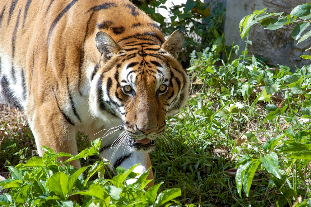 tiger looking up as it walks in plants