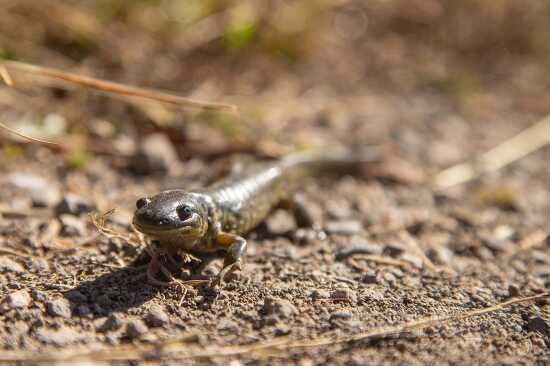 Tiger salamander at Swan Lake Flat