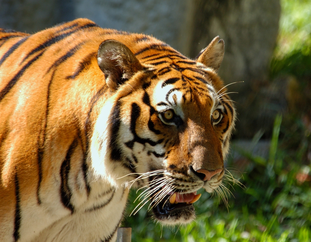 tiger zoo in thailand_0205A