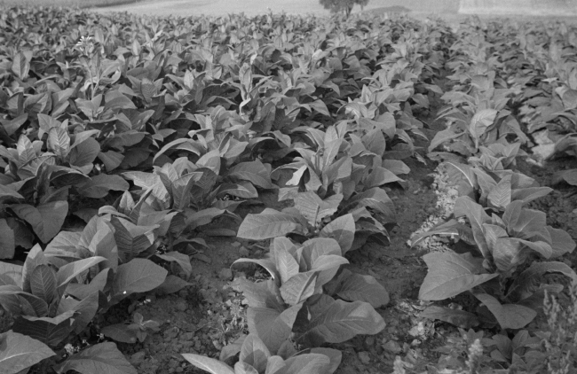 tobacco near windsor locks connecticut 1937