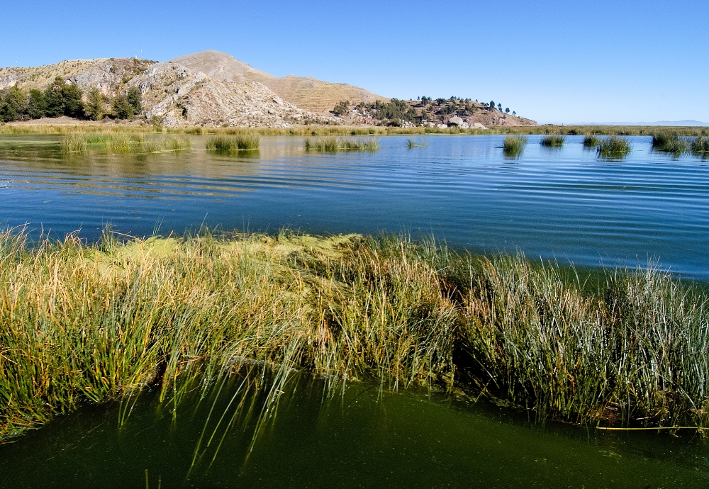tortora reeds lake titicaca photo 0009a