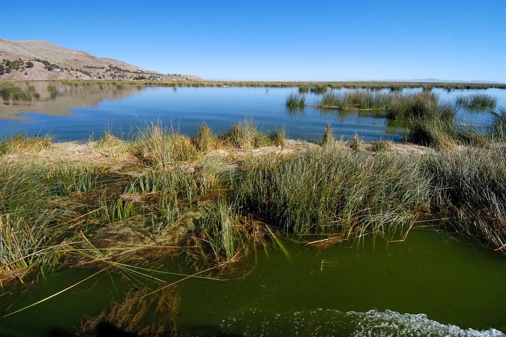 tortora reeds lake titicaca photo 0017a