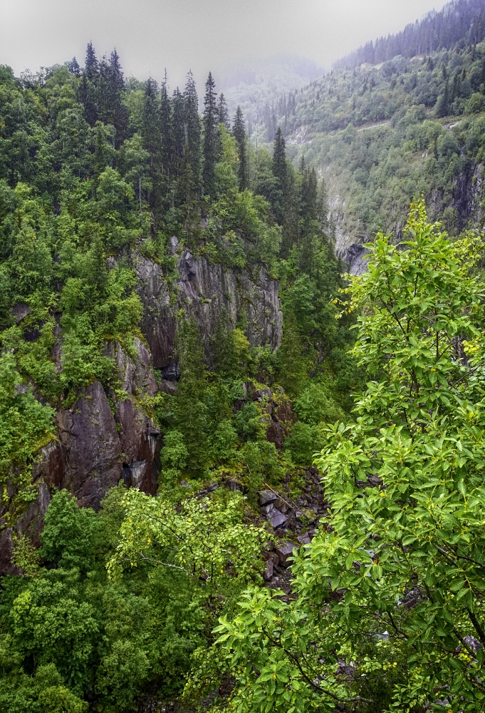 tree covered mountain side in norway