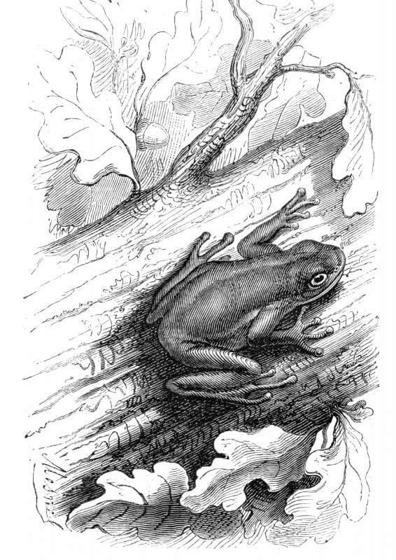 tree frog illustration 391