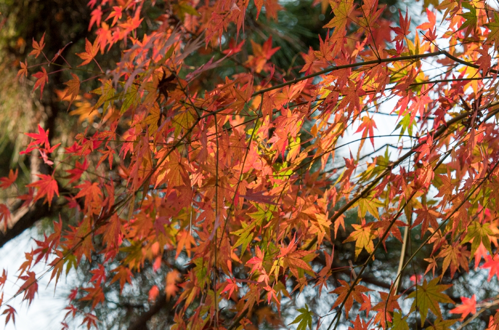 tree leaves turning orange garden china