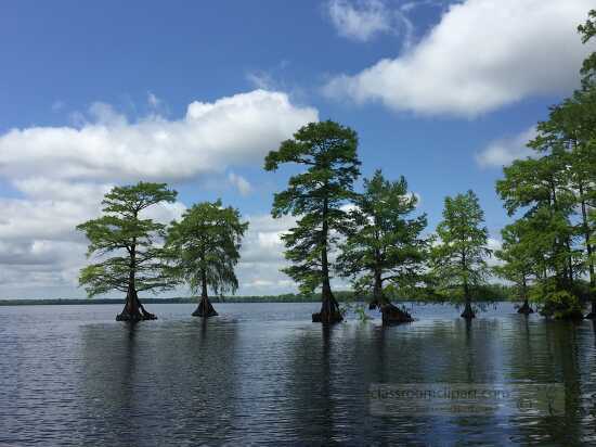 Trees in Great Dismal Swamp Lake Drummond