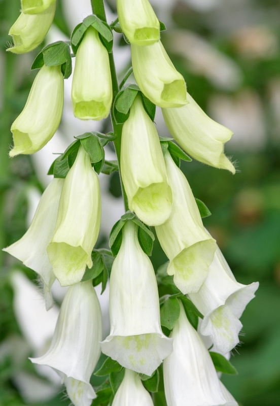 Tubular shaped white foxglove flower