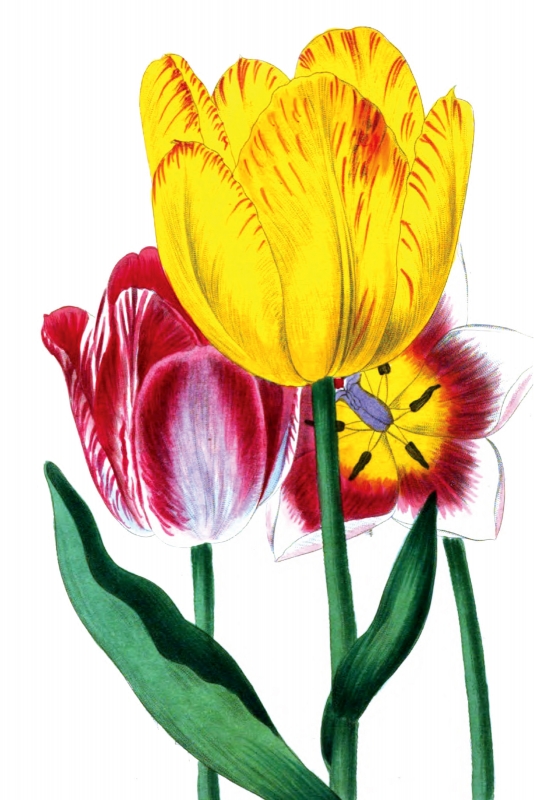 tulip red yellow pink flower illustration