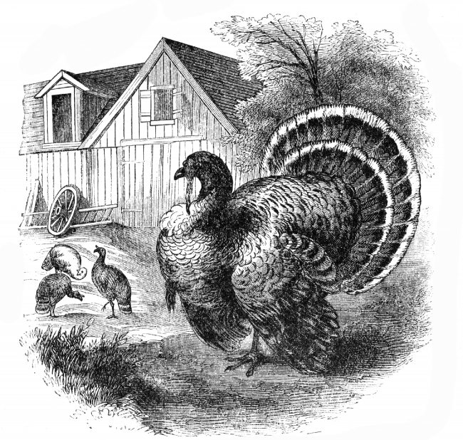 turkey bird illustration