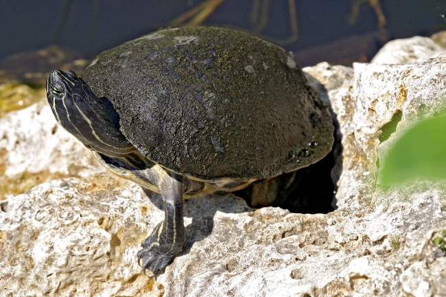 Turtle Red Belly in everglades florida