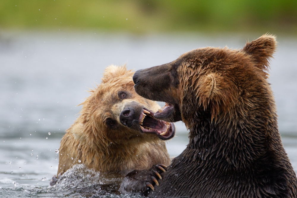 two bears fight mouths open