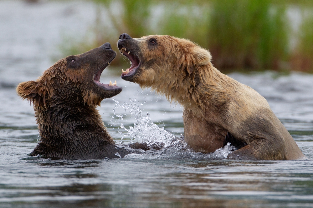 two bears fighting from side in water