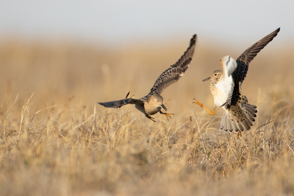 two buff breasted sandpiper fight