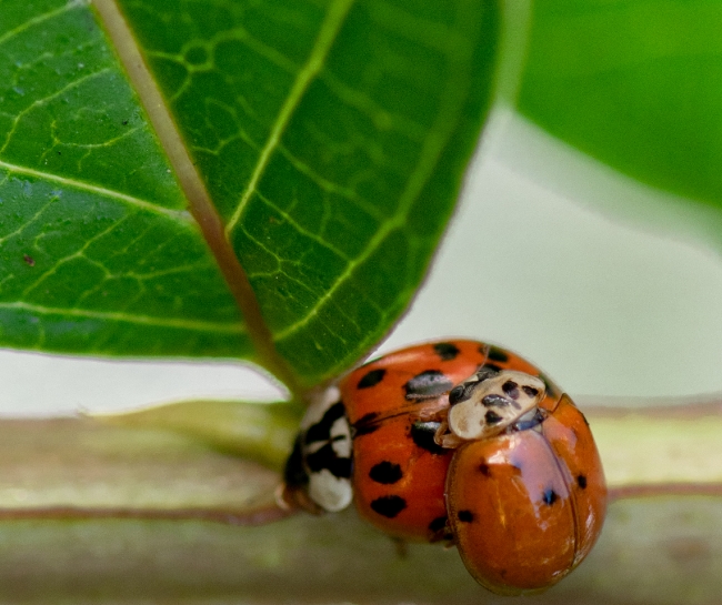 two lady bug beetles on plant stem